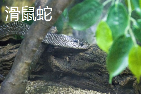 蛇的寿命，大型蛇类10-20年