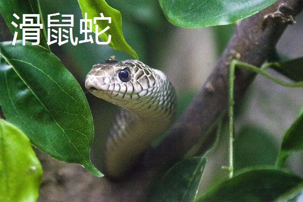 蛇的寿命，大型蛇类10-20年