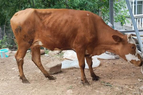 怎么判断母牛怀孕了,瞳孔正上方有三条明显的血管