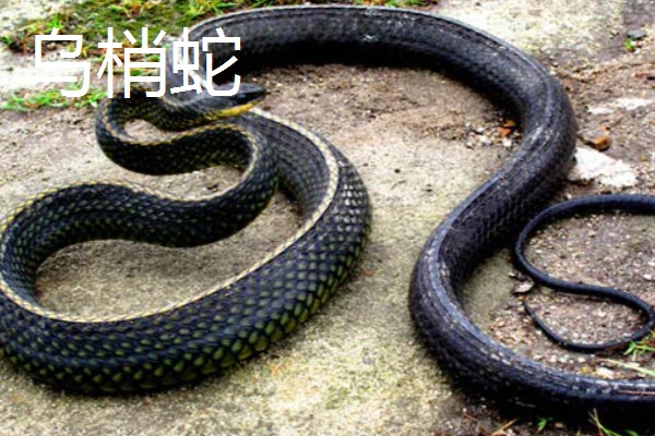 蛇的寿命，大型蛇类10-20年