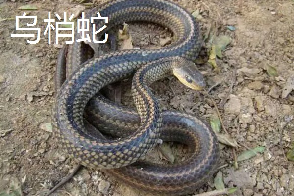 蛇的寿命，大型蛇类10-20年