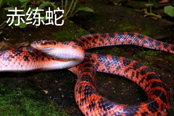 蛇的寿命，大型蛇类10-20年