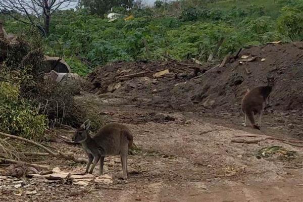 袋鼠怎么搭窝，一般使用周围的树叶、树枝、干草和泥土等材料搭建巢穴