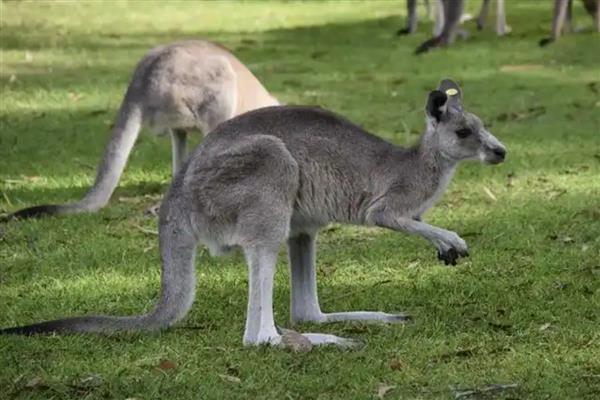 袋鼠怎么搭窝，一般使用周围的树叶、树枝、干草和泥土等材料搭建巢穴