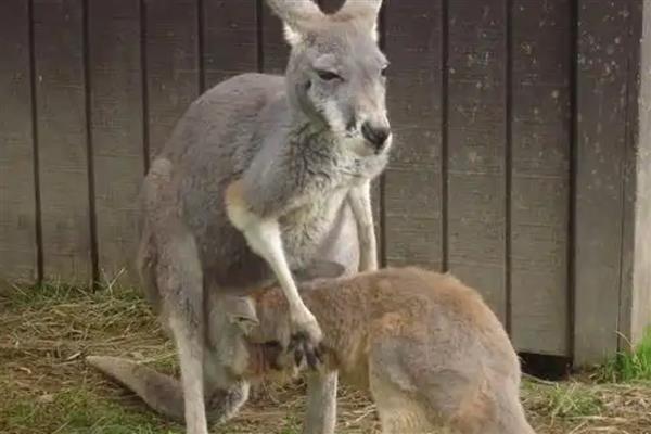 袋鼠怎么搭窝，一般使用周围的树叶、树枝、干草和泥土等材料搭建巢穴