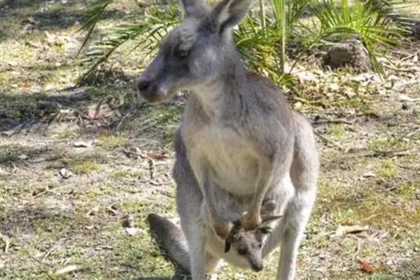 袋鼠怎么搭窝，一般使用周围的树叶、树枝、干草和泥土等材料搭建巢穴