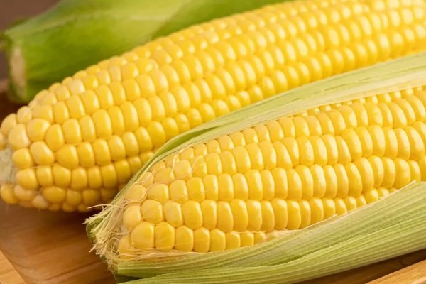 玉米为什么一年四季都有卖的,因为温室大棚栽培技术的普及