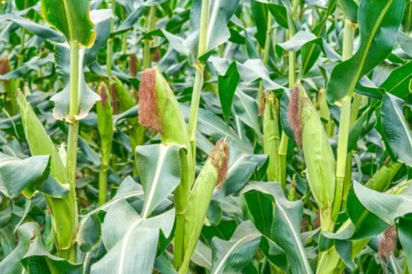 玉米为什么一年四季都有卖的,因为温室大棚栽培技术的普及