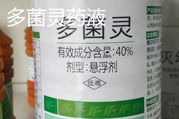 大白菜烂心打哪种药,可喷洒氯溴异氰脲酸