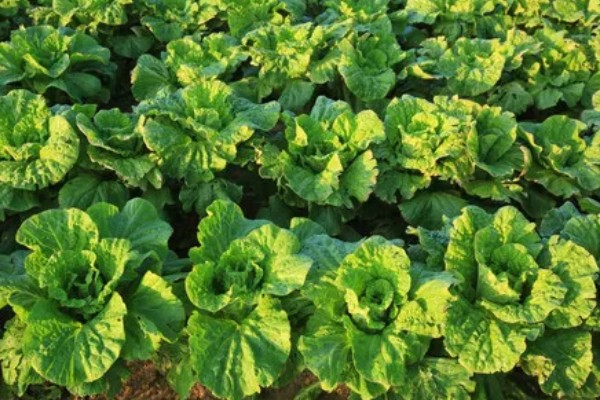 大白菜烂心打哪种药,可喷洒氯溴异氰脲酸