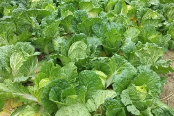 大白菜烂心打哪种药,可喷洒氯溴异氰脲酸