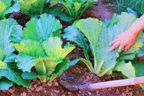 大白菜烂心打哪种药,可喷洒氯溴异氰脲酸