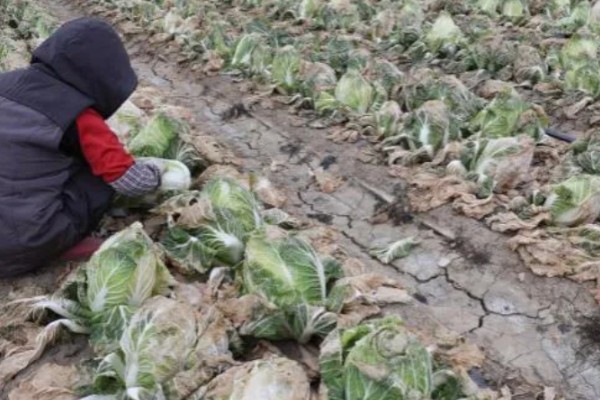 大白菜烂心打哪种药,可喷洒氯溴异氰脲酸