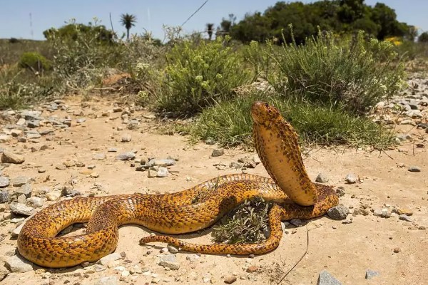 蛇的寿命，大型蛇类10-20年