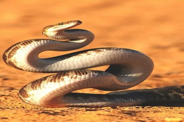 蛇的寿命，大型蛇类10-20年