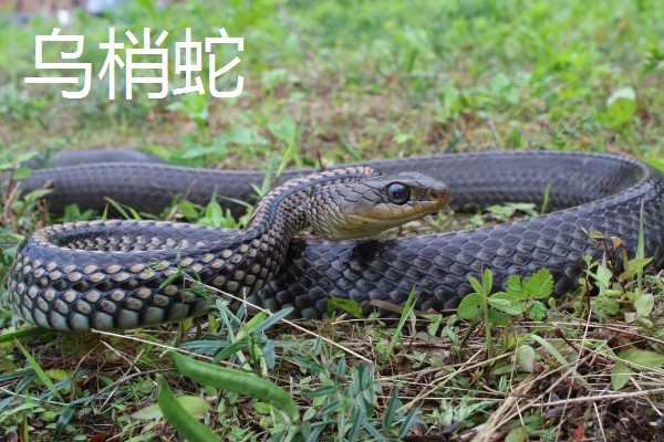 蛇的寿命，大型蛇类10-20年