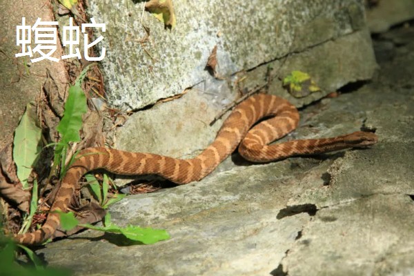 蛇的寿命，大型蛇类10-20年