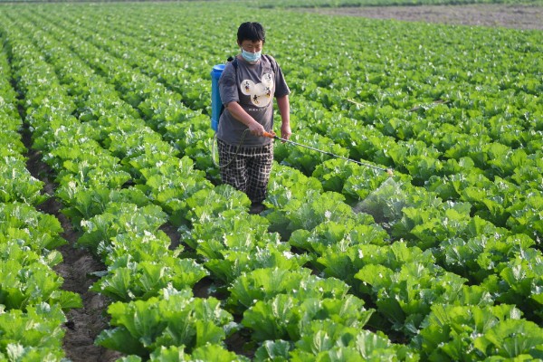 大白菜烂心打哪种药,可喷洒氯溴异氰脲酸