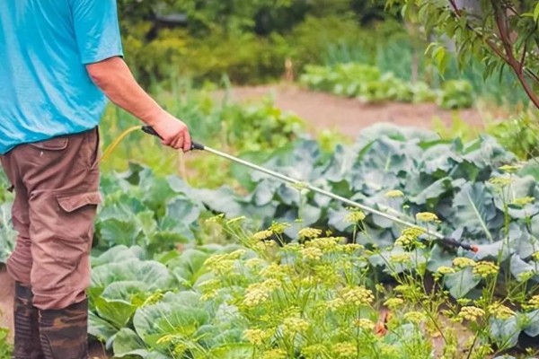大白菜烂心打哪种药,可喷洒氯溴异氰脲酸