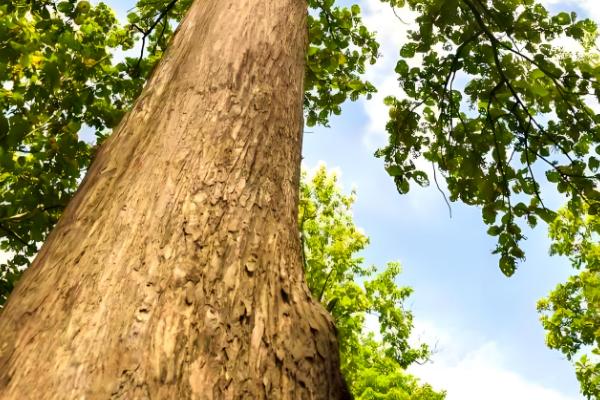 木材的种类，包括榆木、柳木等