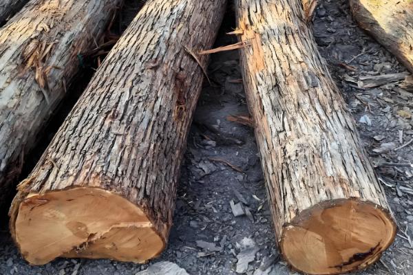 木材的种类，包括榆木、柳木等