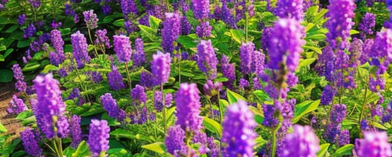 薰衣草的花期，花期一般是6-8月