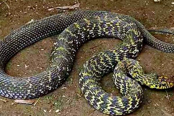 大王蛇是不是保护动物，被列入国家野生动物保护行列
