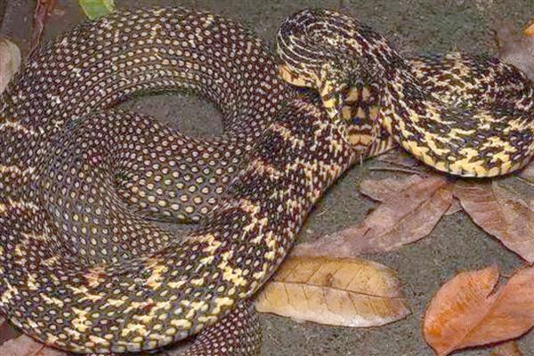 大王蛇是不是保护动物，被列入国家野生动物保护行列