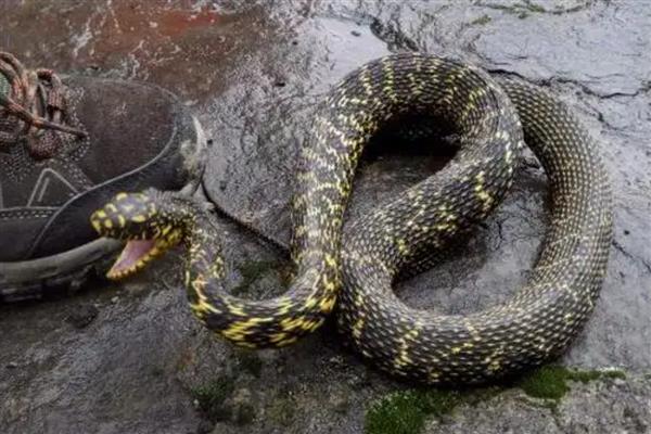 大王蛇是不是保护动物，被列入国家野生动物保护行列