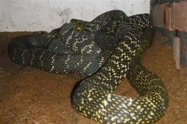 大王蛇是不是保护动物，被列入国家野生动物保护行列