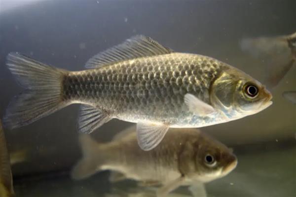 养鲫鱼怎么养才不会死,每一个星期左右换水一次