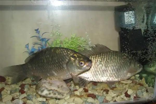 养鲫鱼怎么养才不会死,每一个星期左右换水一次