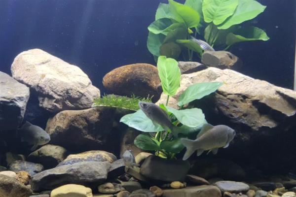 养鲫鱼怎么养才不会死,每一个星期左右换水一次