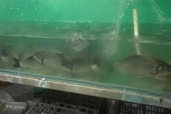 养鲫鱼怎么养才不会死,每一个星期左右换水一次