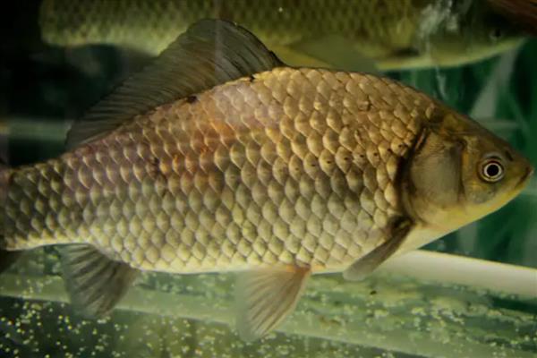 养鲫鱼怎么养才不会死,每一个星期左右换水一次