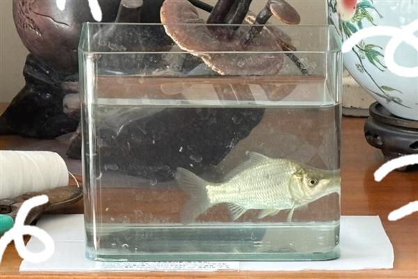 养鲫鱼怎么养才不会死,每一个星期左右换水一次