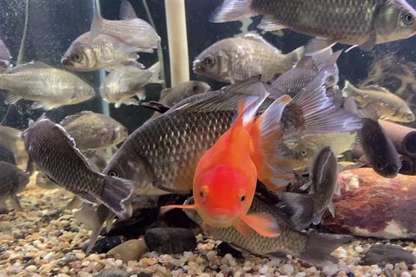 养鲫鱼怎么养才不会死,每一个星期左右换水一次