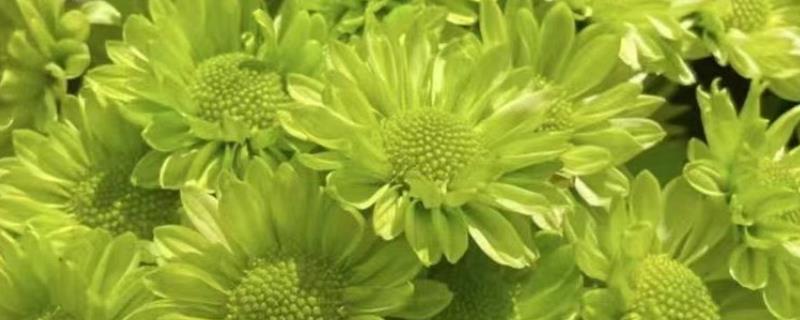 绿雏菊有什么花语，代表暗恋、隐藏在心中的爱