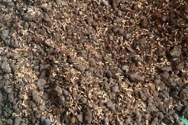 三角梅如何栽培，喜欢在温暖的环境中生长