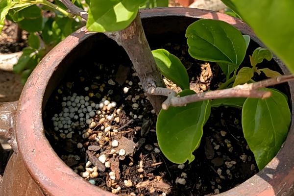 三角梅如何栽培，喜欢在温暖的环境中生长