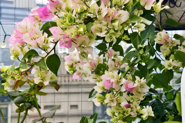 三角梅如何栽培，喜欢在温暖的环境中生长