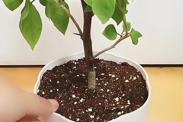 三角梅如何栽培，喜欢在温暖的环境中生长