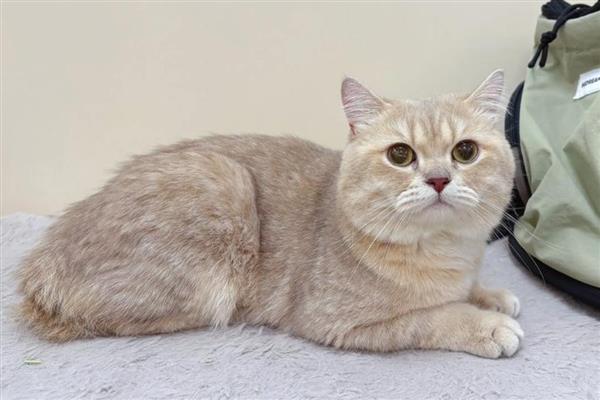 猫咪趾间炎的症状，表现为趾间红肿