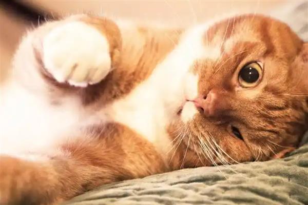 猫咪趾间炎的症状，表现为趾间红肿