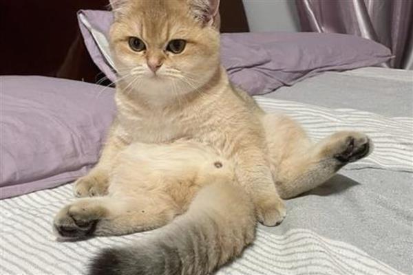 猫咪趾间炎的症状，表现为趾间红肿