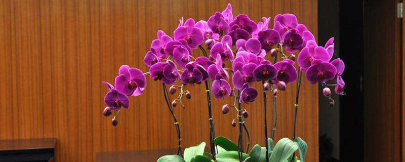 蝴蝶兰怎么养殖，生长旺季每隔2-3天浇一次水