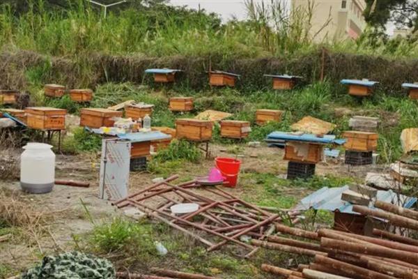 冬季饲喂中蜂技术，缺蜜的蜂群要饲喂高浓度的蜂蜜或糖浆
