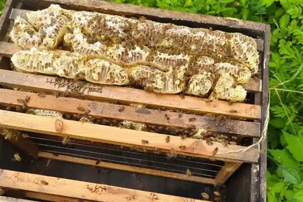 冬季饲喂中蜂技术，缺蜜的蜂群要饲喂高浓度的蜂蜜或糖浆