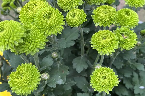 绿雏菊有什么花语，代表暗恋、隐藏在心中的爱