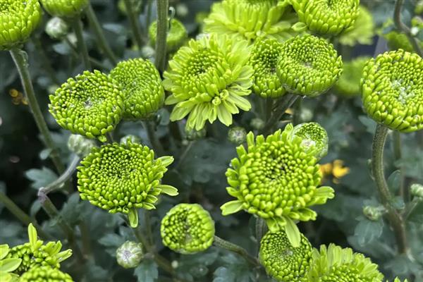 绿雏菊有什么花语，代表暗恋、隐藏在心中的爱